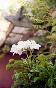 bvi_nikon_C41-web-028