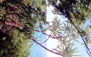bvi_nikon_E6-WEB-005