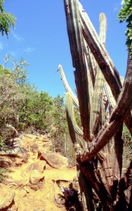 bvi_nikon_E6-WEB-006