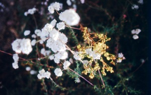 bvi_nikon_E6-WEB-007