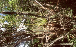 bvi_nikon_E6-WEB-020