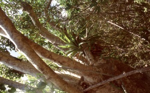 bvi_nikon_E6-WEB-021