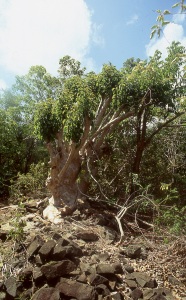 bvi_nikon_E6-WEB-023