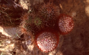 bvi_nikon_E6-WEB-026