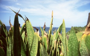 bvi_nikon_E6-WEB-046