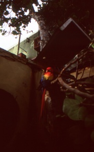 bvi_nikon_E6-WEB-061