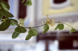 bvi_nikon_E6-WEB-078
