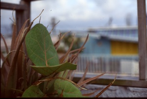 bvi_nikon_E6-WEB-085