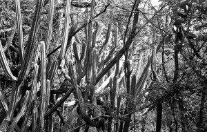 bvi_nikonos_best-WEB-112