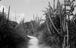 bvi_nikonos_best-WEB-113