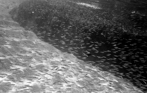 bvi_nikonos_best-WEB-114