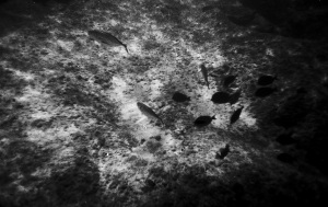 bvi_nikonos_best-WEB-115