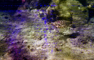 bvi_nikonos_best-WEB-124