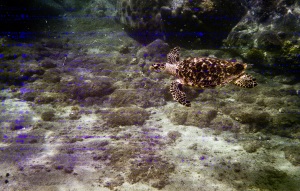 bvi_nikonos_best-WEB-125