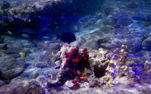 bvi_nikonos_best-WEB-128
