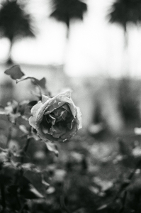 sac_temecula_ilford400_WEB-000019640017