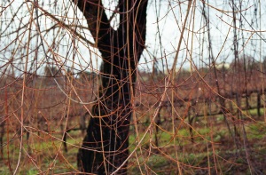 italy_film_web_C41-040