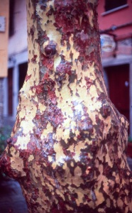 italy_film_web_E6-052