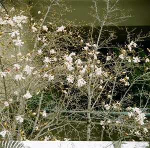 lbtl_sactown_portra800_WEB-000019620002
