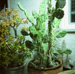 lbtl_provia100_jtree-000029700001