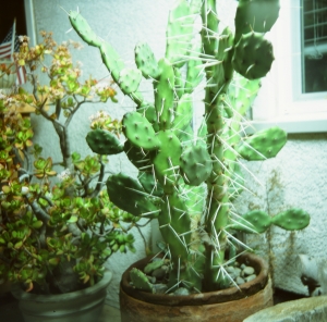lbtl_provia100_jtree-000029700002