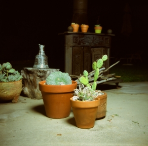 lbtl_provia100_jtree-000029700003