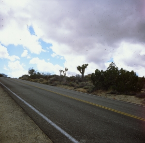 lbtl_provia100_jtree-000029700006