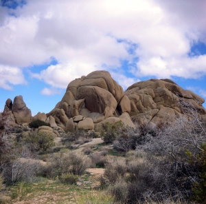 lbtl_provia100_jtree-000029700007