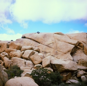 lbtl_provia100_jtree-000029700008