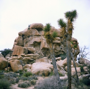lbtl_provia100_jtree-000029700009