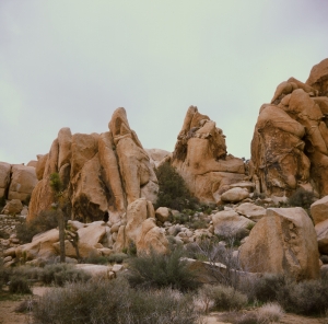 lbtl_provia100_jtree-000029700010