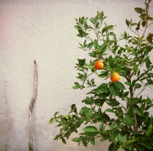 lubitel_provifa100f_WEB-17230005