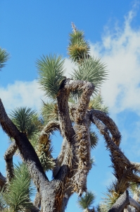 jtree_f2_ekta100_sibs-000029690006