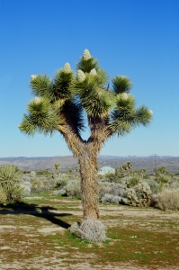 jtree_f2_ekta100_sibs-000029690026