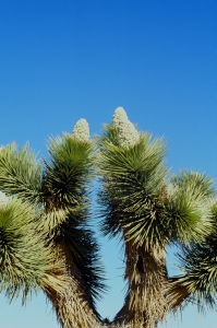 jtree_f2_ekta100_sibs-000029690027