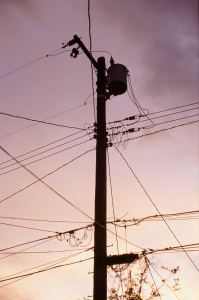 jtree_f2_ekta100_sibs-000029690034