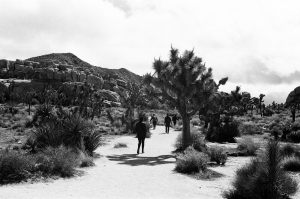 jtree_ilford400+1_sibs-000029710001