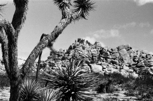 jtree_ilford400+1_sibs-000029710002