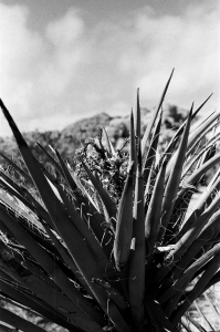 jtree_ilford400+1_sibs-000029710003