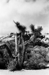 jtree_ilford400+1_sibs-000029710004