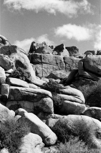 jtree_ilford400+1_sibs-000029710005