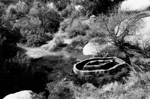 jtree_ilford400+1_sibs-000029710006