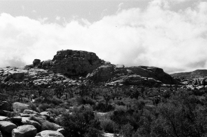 jtree_ilford400+1_sibs-000029710007