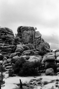 jtree_ilford400+1_sibs-000029710009