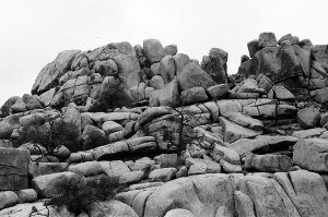 jtree_ilford400+1_sibs-000029710010