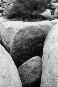 jtree_ilford400+1_sibs-000029710011