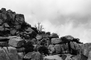 jtree_ilford400+1_sibs-000029710012