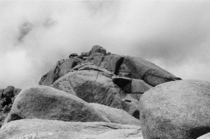 jtree_ilford400+1_sibs-000029710013