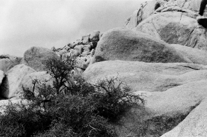 jtree_ilford400+1_sibs-000029710014