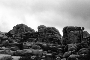 jtree_ilford400+1_sibs-000029710015